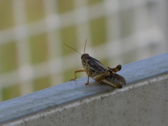 Schistocerca americana