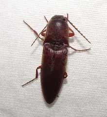 Diplostethus opacicollis