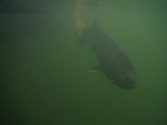 Salvelinus confluentus