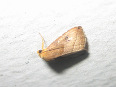 Rivula inconspicua