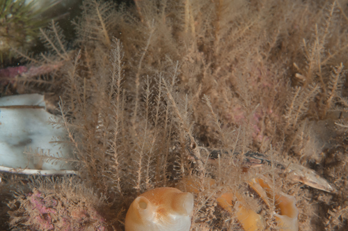 Rhizocaulus verticillatus