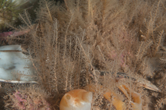 Rhizocaulus verticillatus image