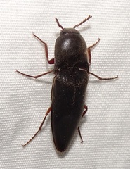 Diplostethus opacicollis