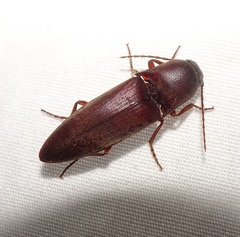 Diplostethus opacicollis