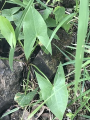 Sagittaria cuneata