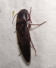 Diplostethus opacicollis