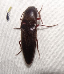 Diplostethus opacicollis