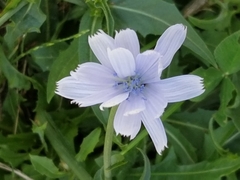 Cichorium intybus