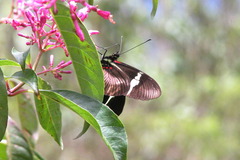 Heliconius clysonymus clysonymus