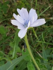 Cichorium intybus
