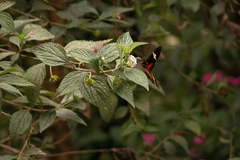 Heliconius clysonymus clysonymus