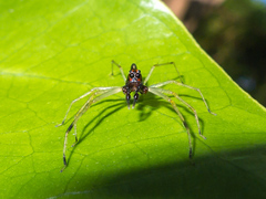 Lyssomanes temperatus