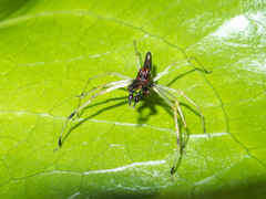 Lyssomanes temperatus