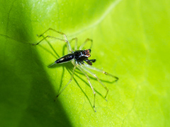 Lyssomanes temperatus