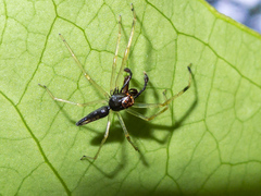 Lyssomanes temperatus