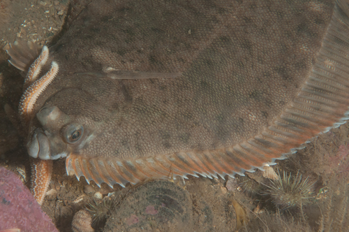 Winter Flounder