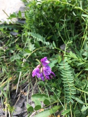 Oxytropis montana