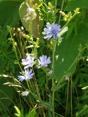 Cichorium intybus