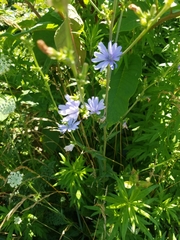 Cichorium intybus