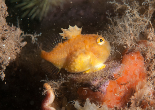 Newfoundland spiny lumpsucker (Eumicrotremus terraenovae) — Cyclopteridae