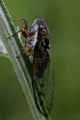 Diceroprocta olympusa