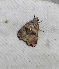 Cobubatha metaspilaris