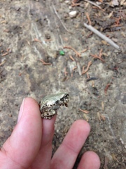 Pseudacris streckeri