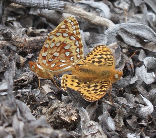 Argynnis zerene