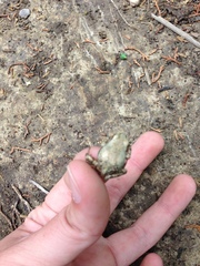 Pseudacris streckeri