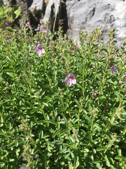 Veronica fruticulosa