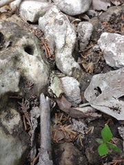 Pseudacris streckeri