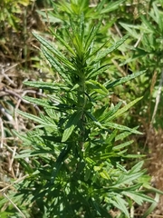 Artemisia vulgaris