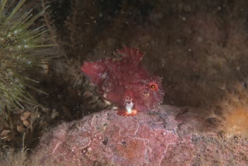 Newfoundland spiny lumpsucker (Eumicrotremus terraenovae) — Cyclopteridae — 4