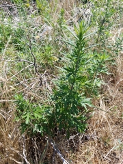 Artemisia vulgaris