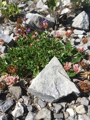 Trifolium thalii