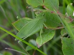 Amblycorypha rotundifolia