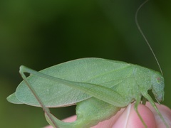 Amblycorypha rotundifolia