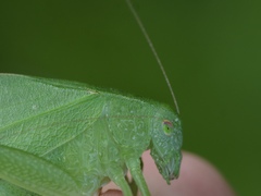 Amblycorypha rotundifolia