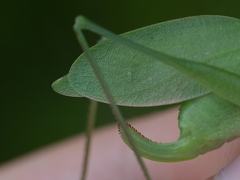 Amblycorypha rotundifolia