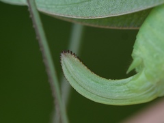 Amblycorypha rotundifolia