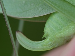 Amblycorypha rotundifolia