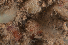 Boltenia echinata