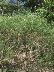 Genista radiata