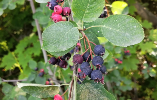 Varpinė medlieva nuotrauka