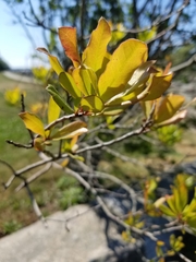 Morella pensylvanica