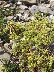 Galium megalospermum