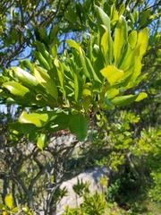 Morella pensylvanica