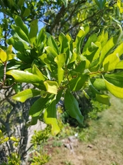 Morella pensylvanica