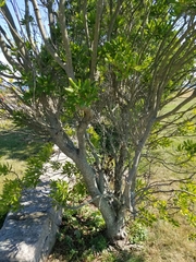 Morella pensylvanica