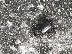 Osmoderma eremicola